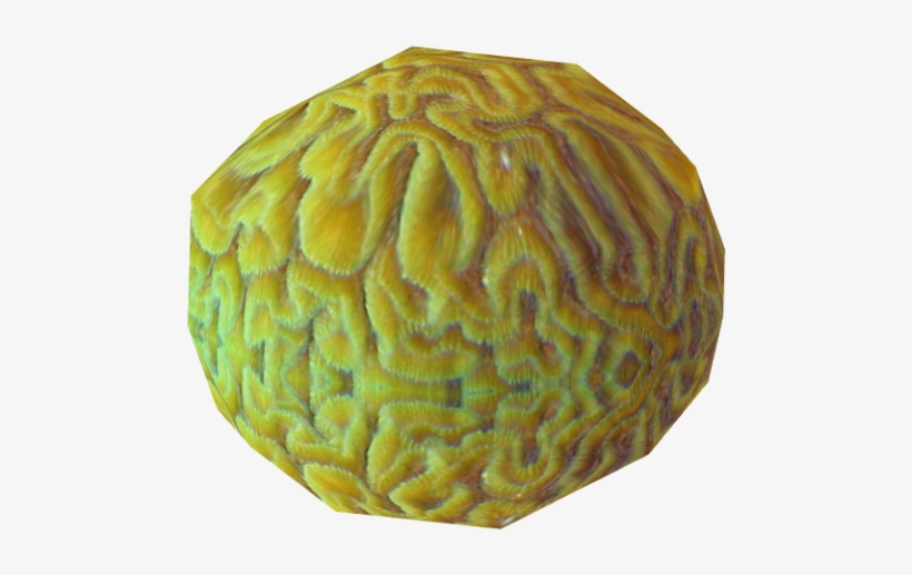 Brain Coral - Lampshade, transparent png download