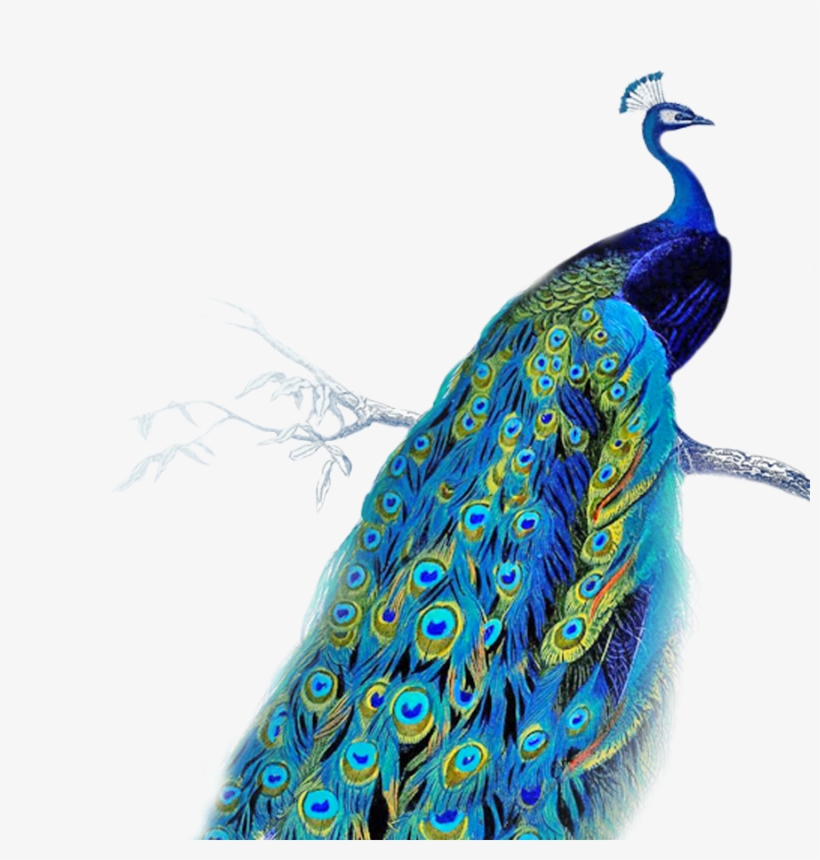 Mp-87, Peacocks, V - Peacock Images Png, transparent png download