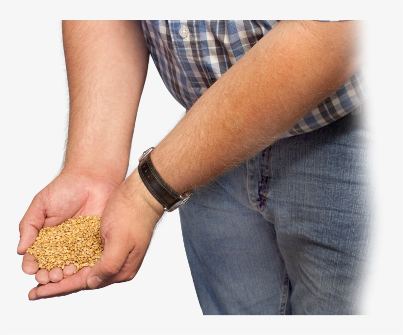 June 30, - Wheat In Hand Png, transparent png download