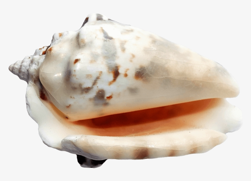 Free Png Ocean Sea Shell Png Images Transparent - Sea Shells Transparent Back Ground, transparent png download