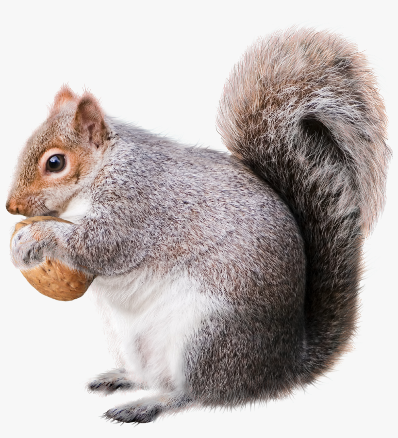 Squirrel Png File - Squirrel Png, transparent png download