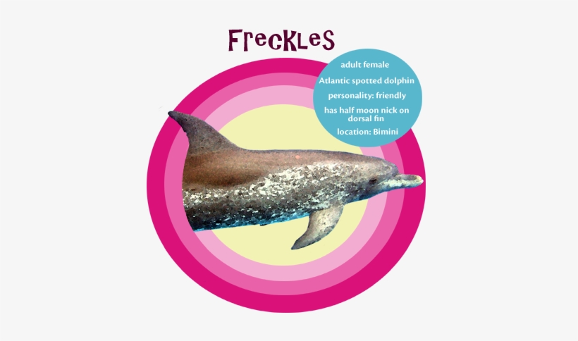 Check Out Freckles' Cameo In The Film Dolphins - Backpack, transparent png download