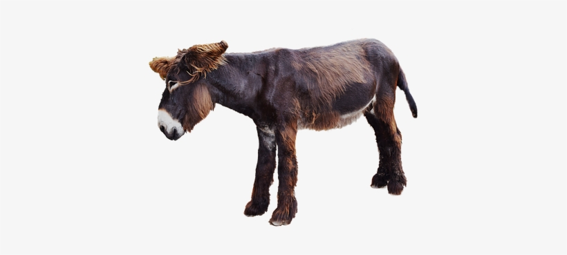 Moose, transparent png download