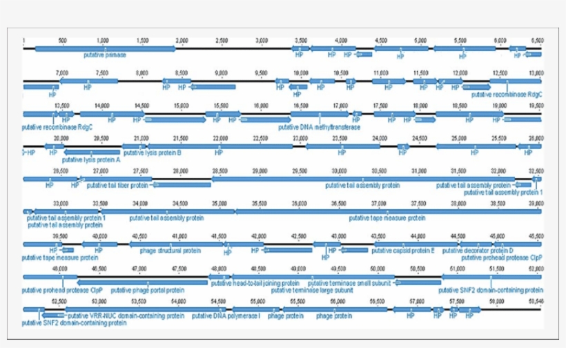 The Direction Of The Arrow Reflects The Transcription - Number, transparent png download