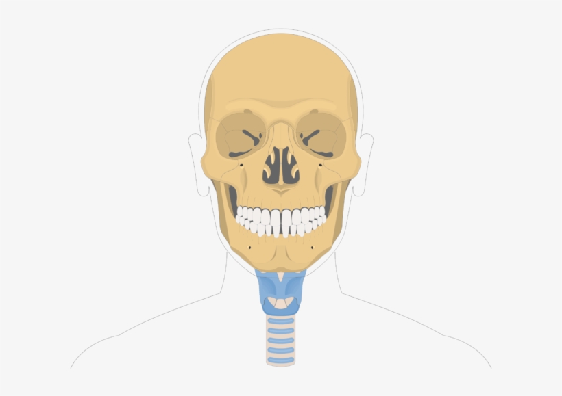 Hyoid Bone Overview-1 - Skull Bone Markings, transparent png download