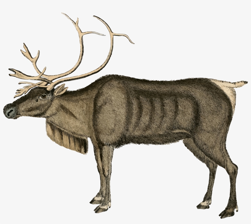 Big Image - Vintage Reindeer Png, transparent png download