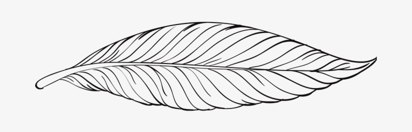 Peacock Feather, Feather - Penas Png Preto E Branco, transparent png download