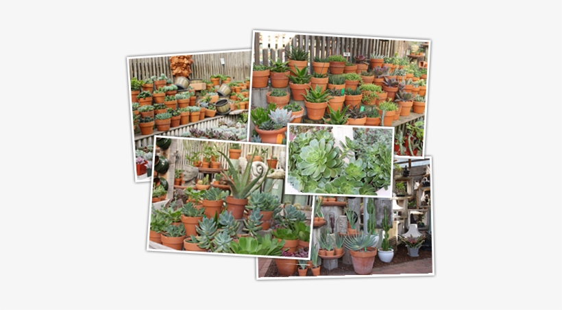 The Garden Gallery Succulents - Greenhouse, transparent png download
