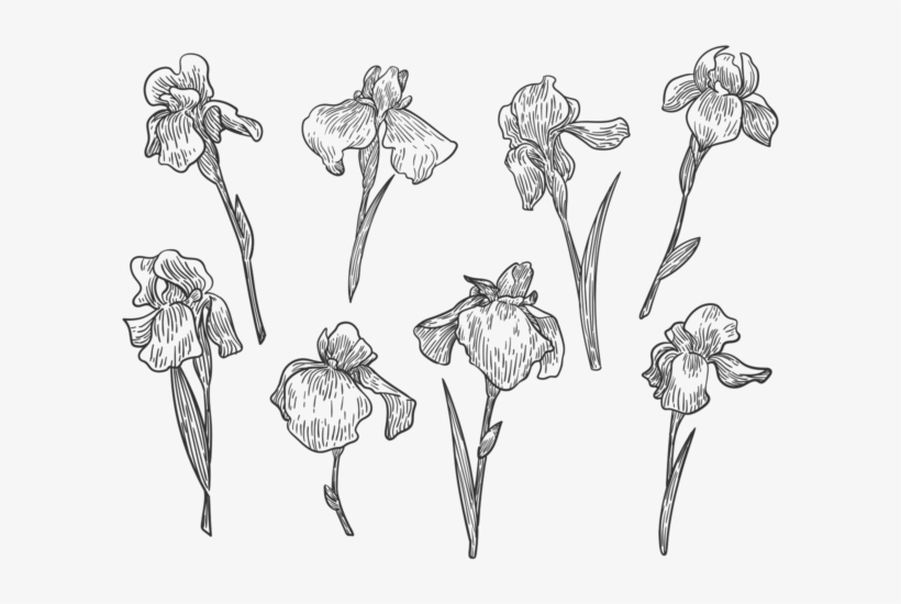 Free Hand Drawn Iris Flower Vectors - Iris Flower Vector, transparent png download