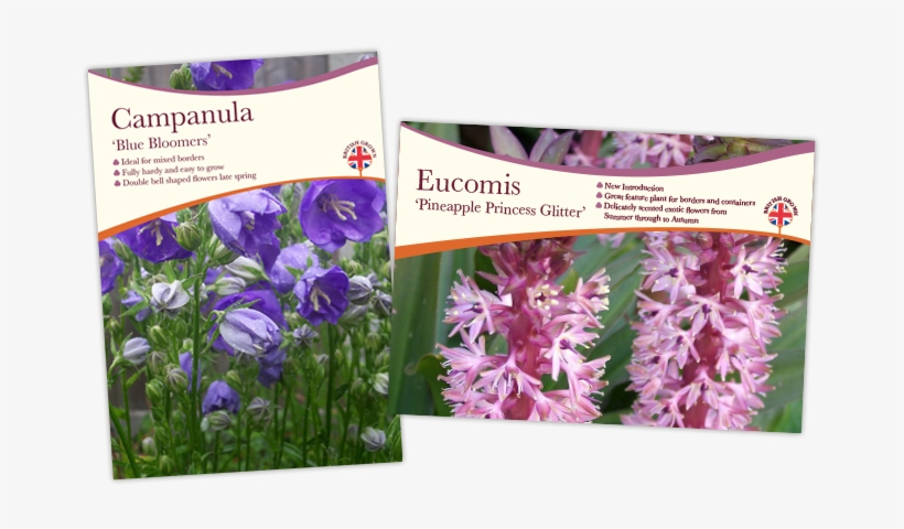 Correx Boards 2 - Iris, transparent png download