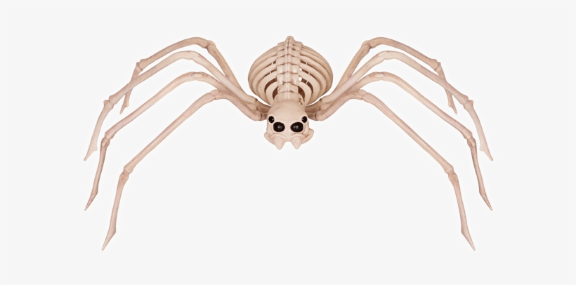 Crazy Bonez Skeleton Spider - Spider Skeleton, transparent png download