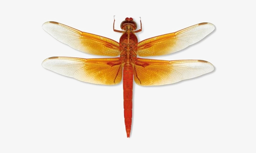 Dragonfly Download Transparent Png Image - Blue And Orange Dragonflies, transparent png download
