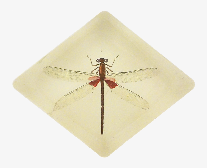 Dragonfly, transparent png download