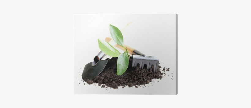 Green Plant Grows From The Ground With Garden Tools - Garden, transparent png download
