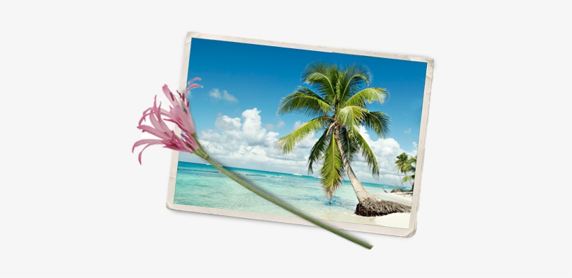 Caribbean Island Wild Flowers - Caribbean Island Wildflowers, transparent png download