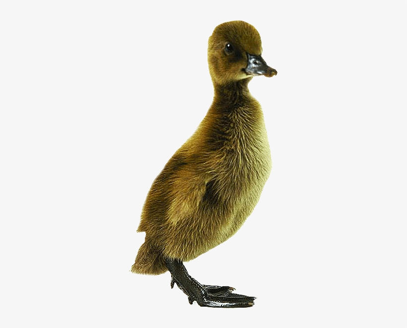 Baby Ducklings For Sale By Mail Order - Khaki Duck, transparent png download