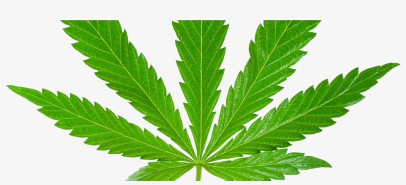 Marijuana Leaf Hd Png, transparent png download