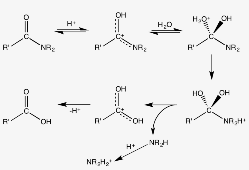 File - Ac#catamidehydrolmarch - Acid, transparent png download