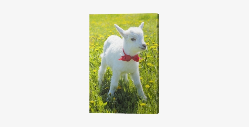 Young Baby Goat With Red Bow-knot Canvas Print • Pixers® - Goat, transparent png download
