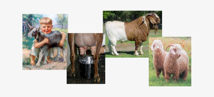 Goats Can Do Pet, Dairy, Meat, Fiber And Lots More - Goat Milking, transparent png download