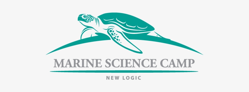 Sea Turtle Logo Png, transparent png download