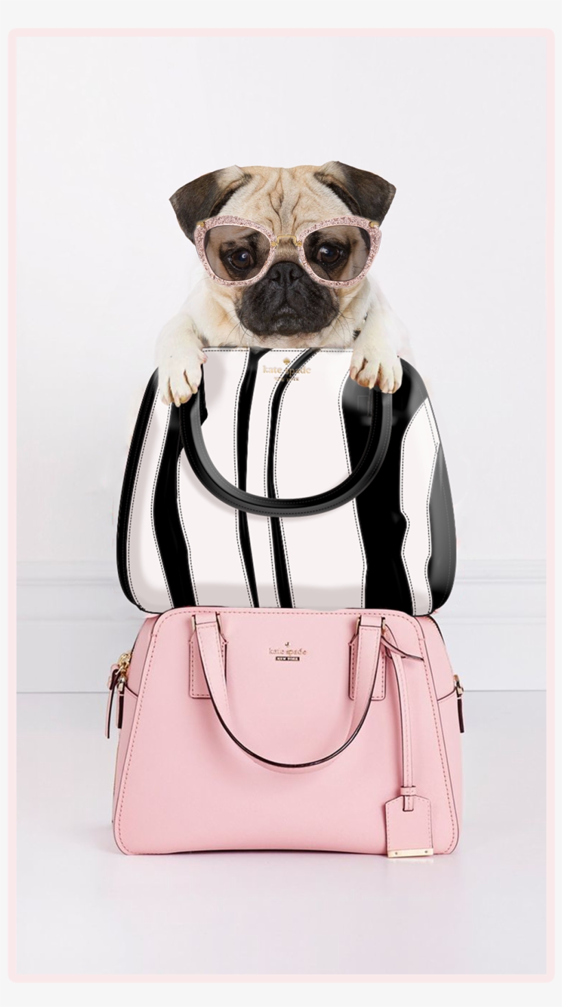 Pug, transparent png download