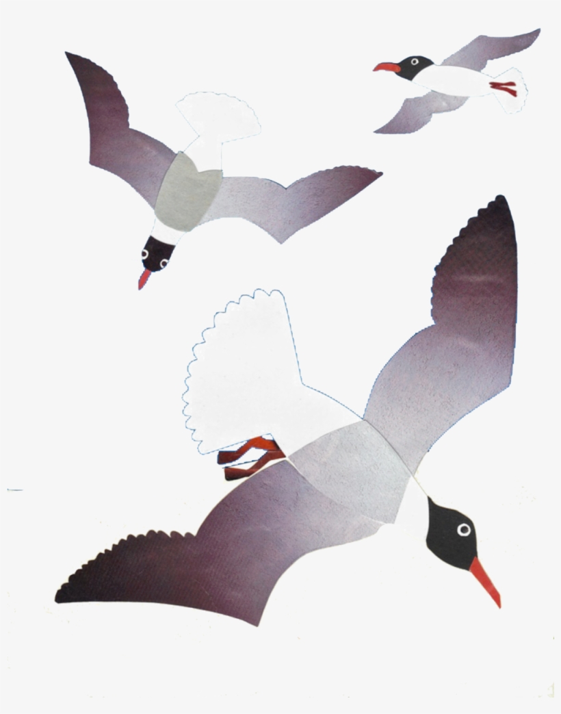 Laughing Gull Image Phillis - Laughing Gull, transparent png download