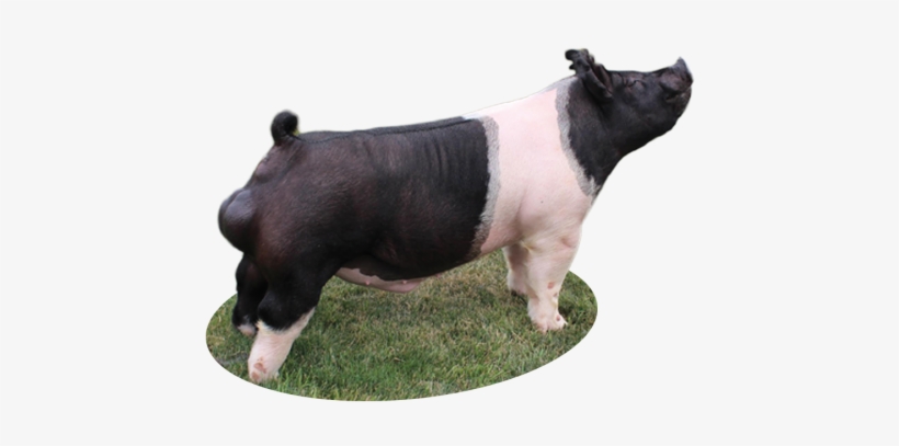 Got That Feeling - Feeling, transparent png download