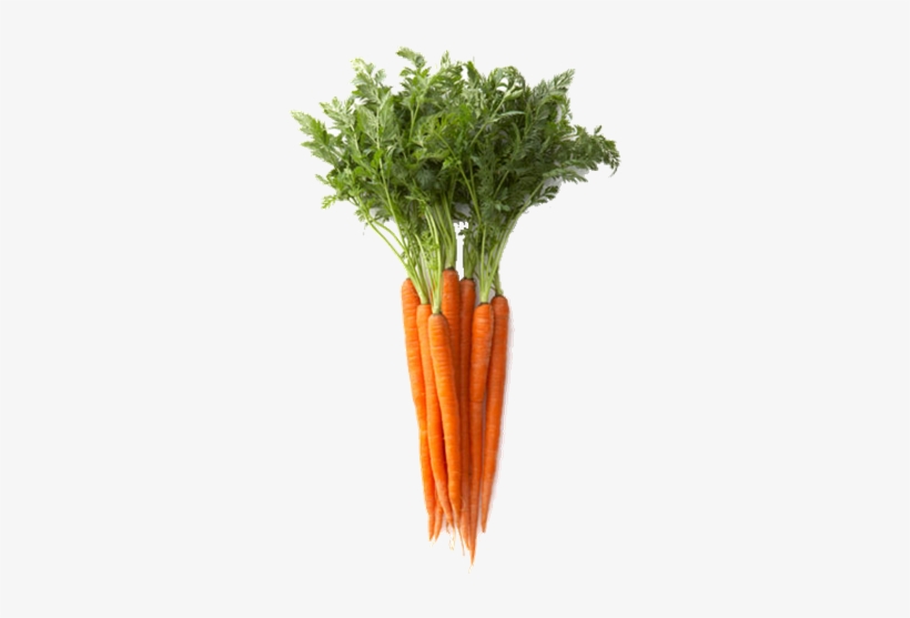 Las Zanahorias Y Los Beta-carotenos - Edible Part Of Carrot, transparent png download
