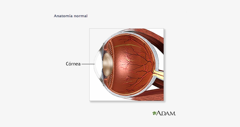 ¿qué Resultados Se Obtienen De La Cirugía - Inner Surface Of Eyelid, transparent png download