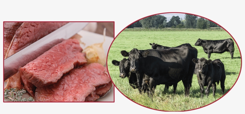 Aberdeen Angus Cattle And Beef - Black Angus Cattle, transparent png download