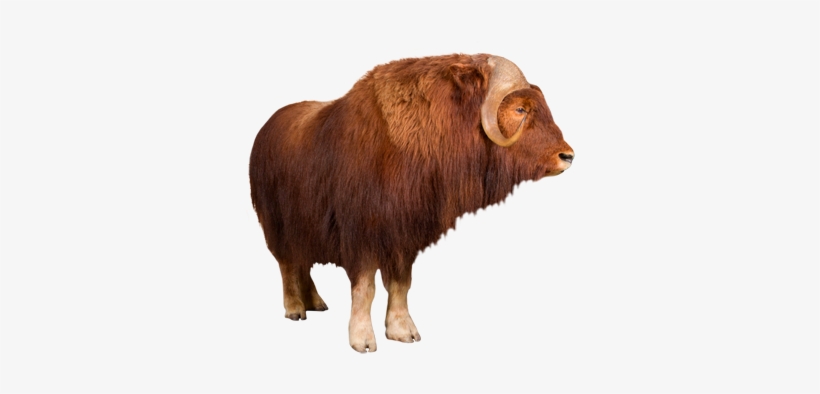 Muskox - Musk Ox Png PNG Image | Transparent PNG Free Download on SeekPNG