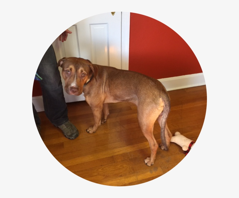 Bernie Has The Build Of An Athlete An Athlete With - Dog, transparent png download