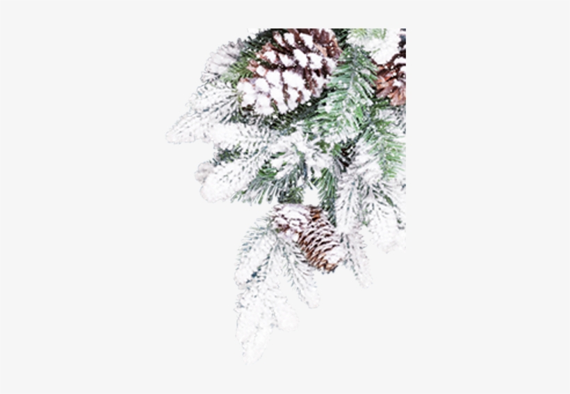 5 Tips For Great Snow Photos - Die Edlseer: Goldene Weihnacht-sonderedit Cd, transparent png download