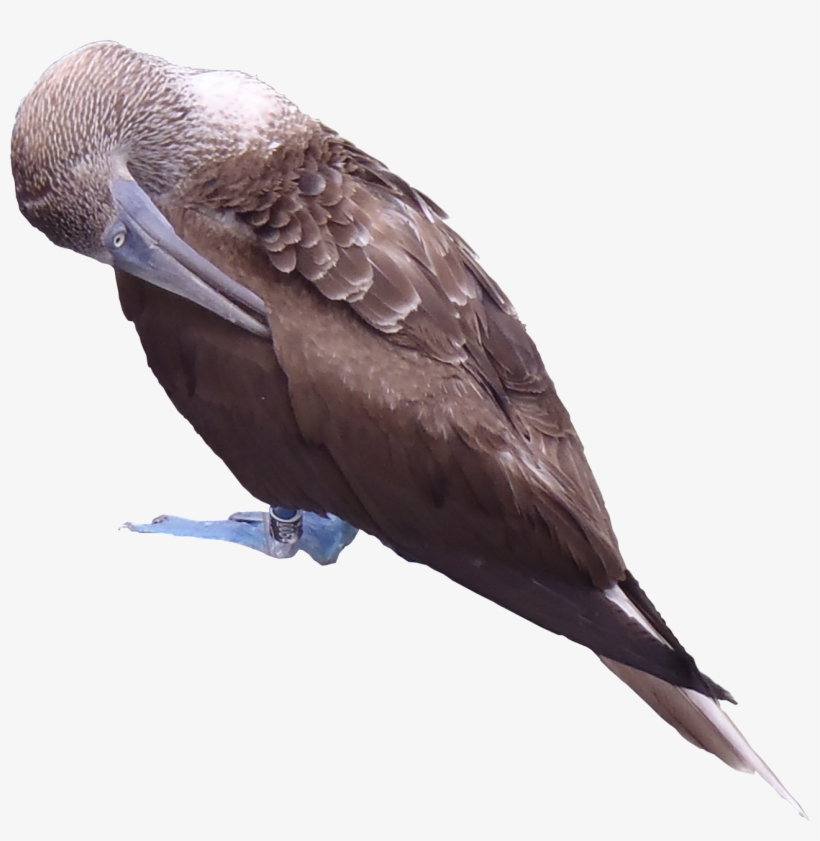 Blue-footed Booby Png Textures - Blue-footed Booby, transparent png download