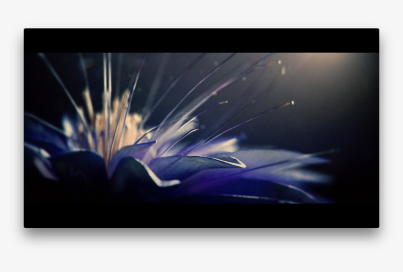 Edited And Colored By Dee Vfx - Purple Flower Monsta X, transparent png download