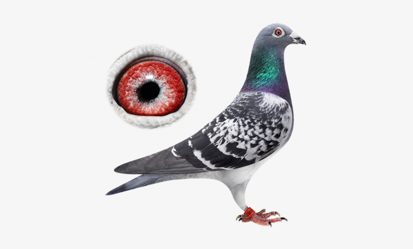 Be2015902-17 - Rihanna - Portable Network Graphics, transparent png download