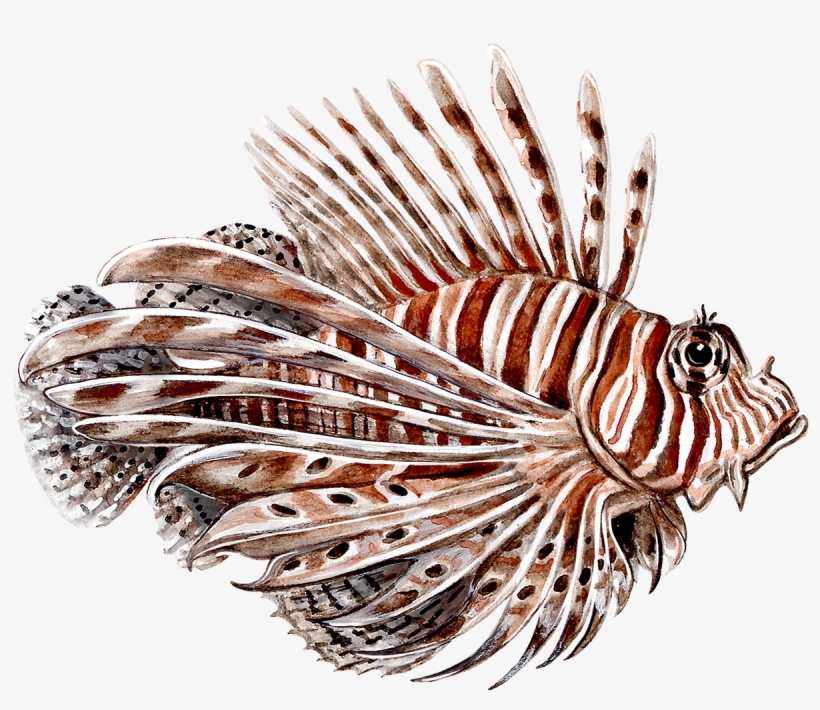 Transparent Lion Fish Png, transparent png download