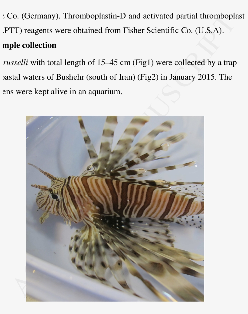 The Persian Gulf Lionfish Collected From Coastal Water - Lionfish, transparent png download