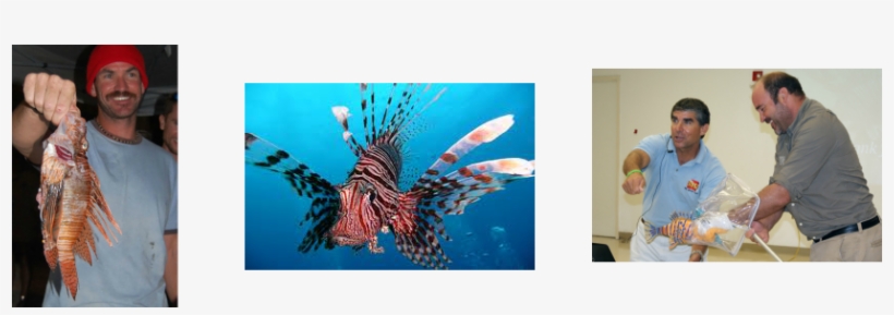 In Florida Keys National Marine Sanctuary, Divers Are - Lionfish, transparent png download