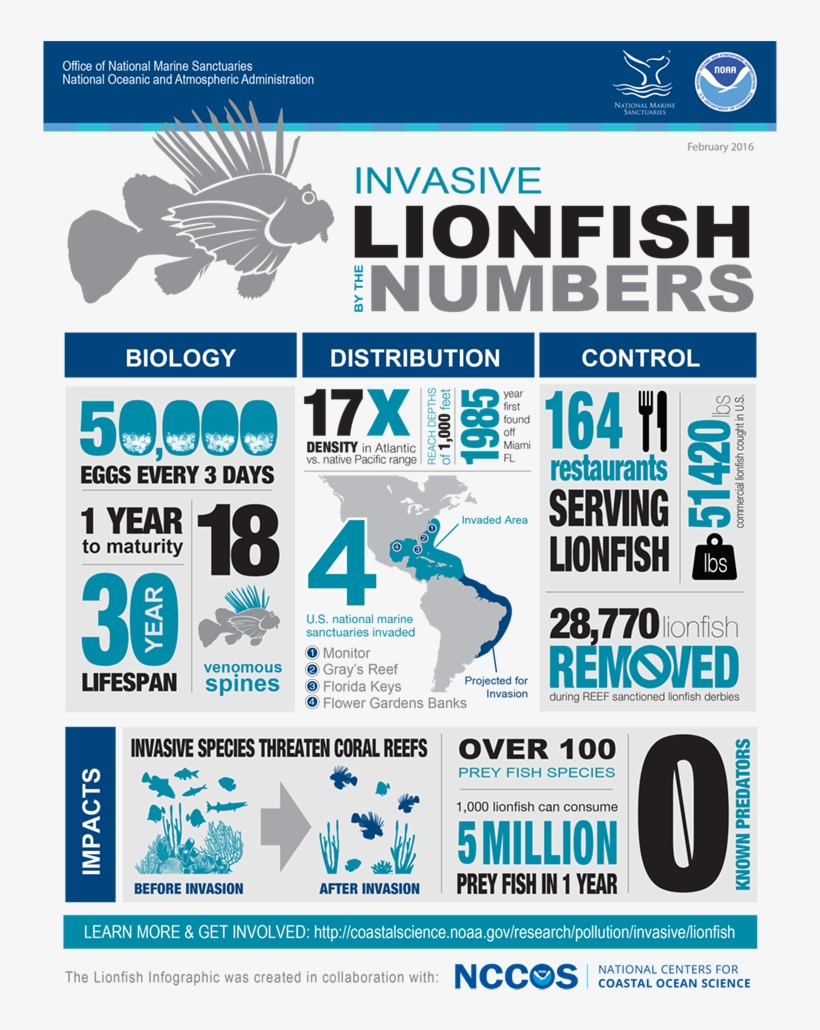 Additional Resources - Lionfish Invasive, transparent png download