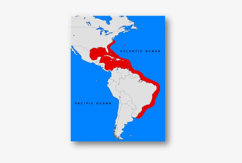 The Predicted Final Range Of Lionfish In The Western - Latin American Social Sciences Institute, transparent png download