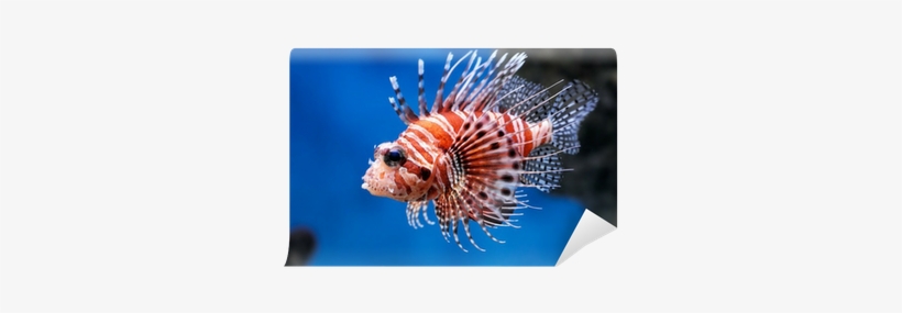 Lionfish In A Moscow Zoo Aquarium Wall Mural • Pixers® - Pterois Mombasae, transparent png download