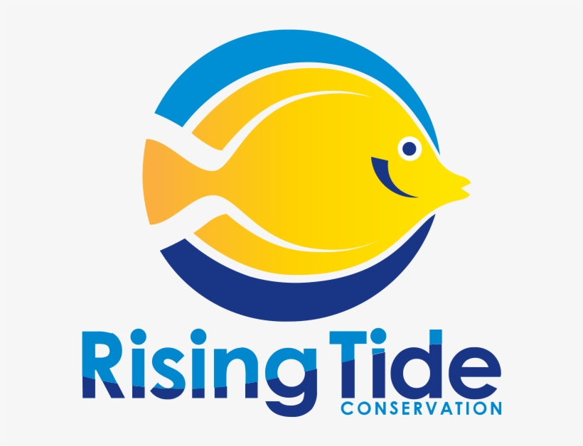 Yellow Tang Broodstock Acquired At University Of Florida - Drawing, transparent png download