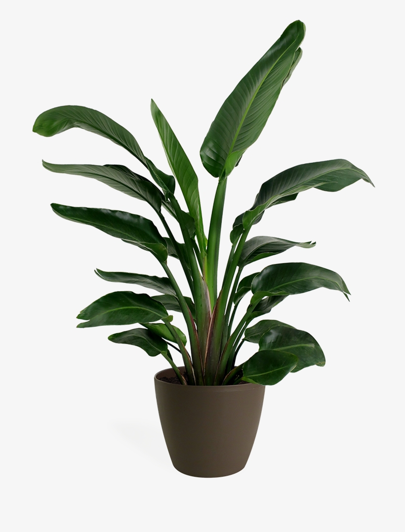 Bird Of Paradise Small - Bird-of-paradise, transparent png download