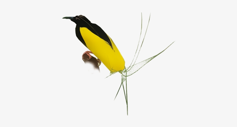 Twelve Wired Bird Of Paradise - Old World Oriole, transparent png download