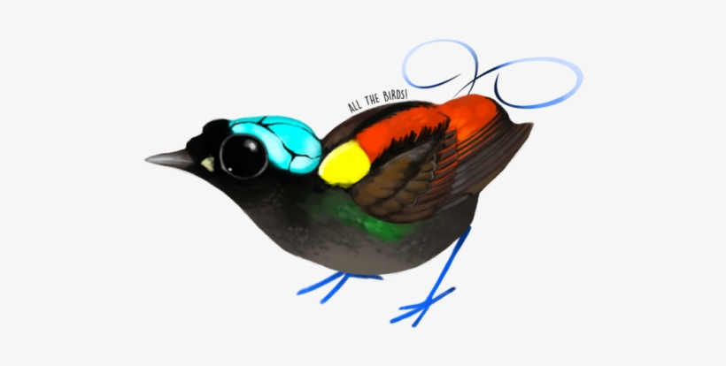 Wilson's Bird Of Paradise Diphyllodes Respublica - Diphyllodes, transparent png download