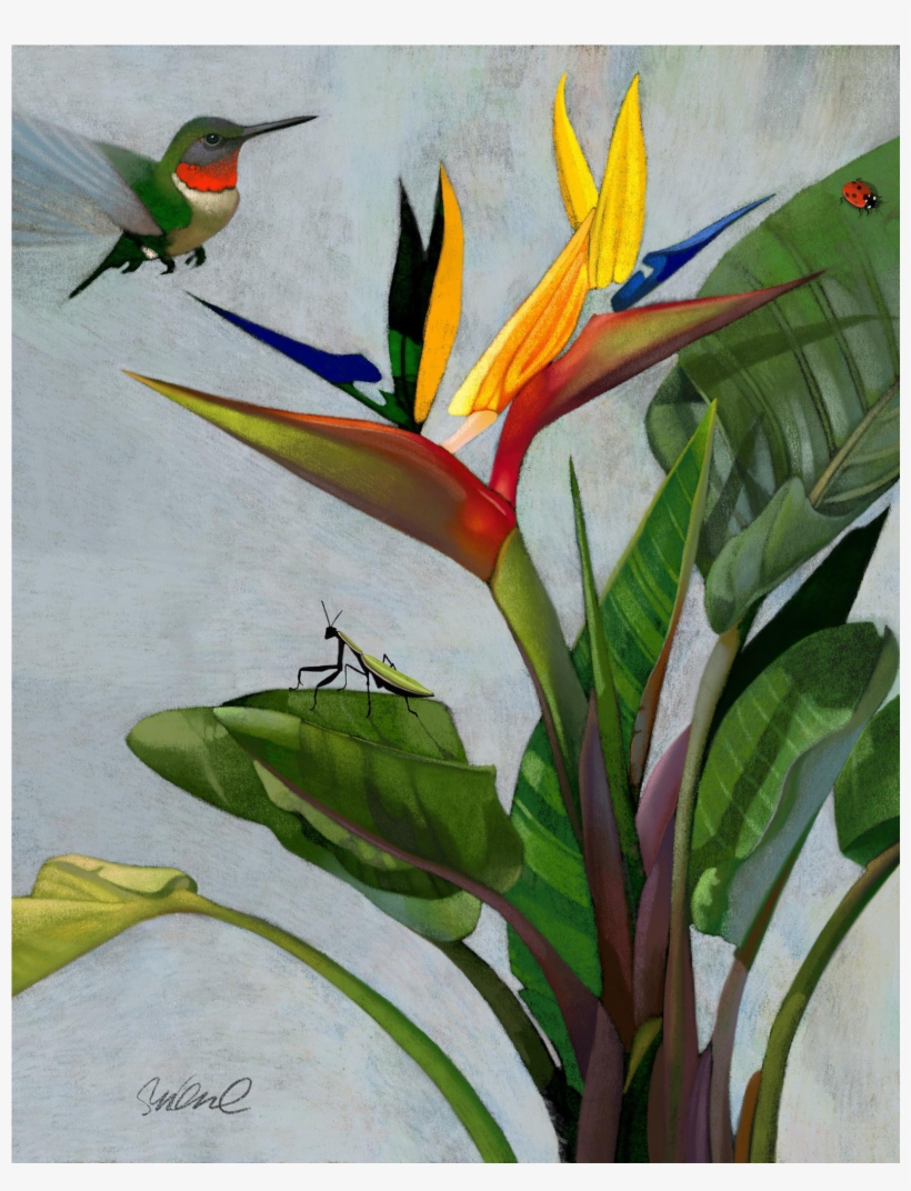 Premium Giclee Print Of Bird Of Paradise On Chairish - Printing, transparent png download