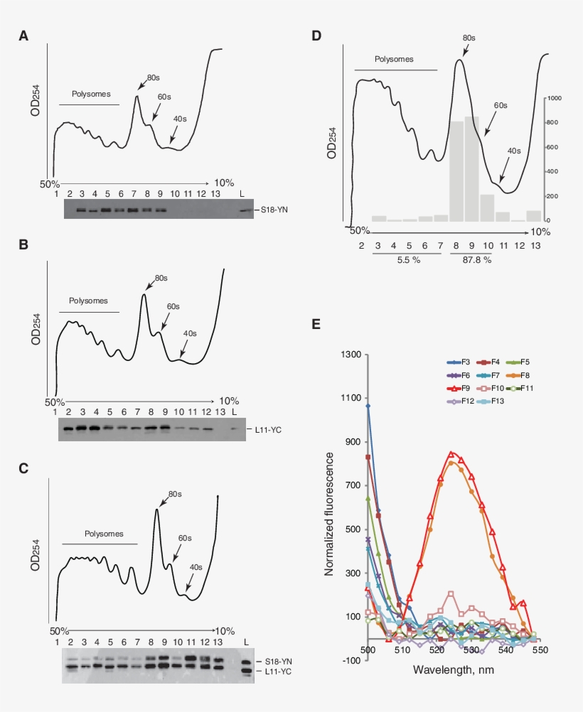 The S18 And L11 Proteins Interact Only On The 80s - Antibody, transparent png download