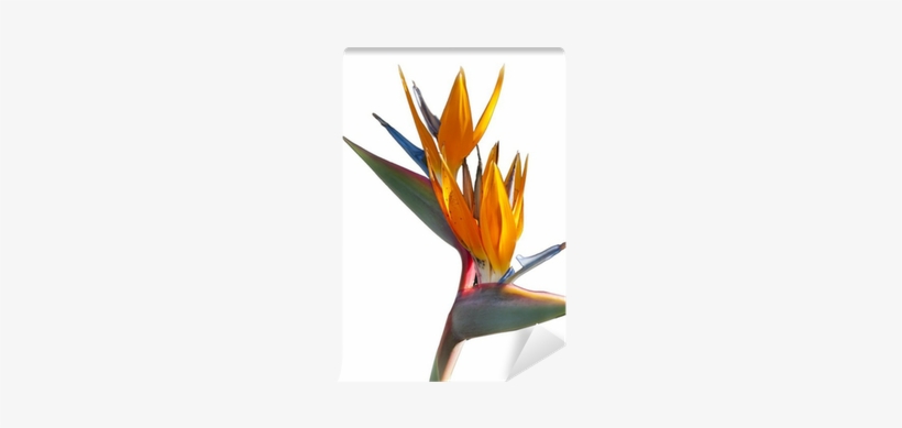 Bird-of-paradise, transparent png download